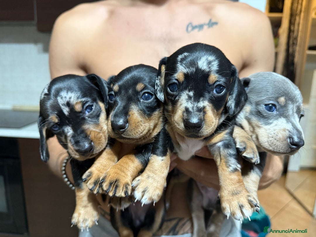 Bassotto cani in vendita: bassotto a Città metropolitana di Milano - Immagine 7