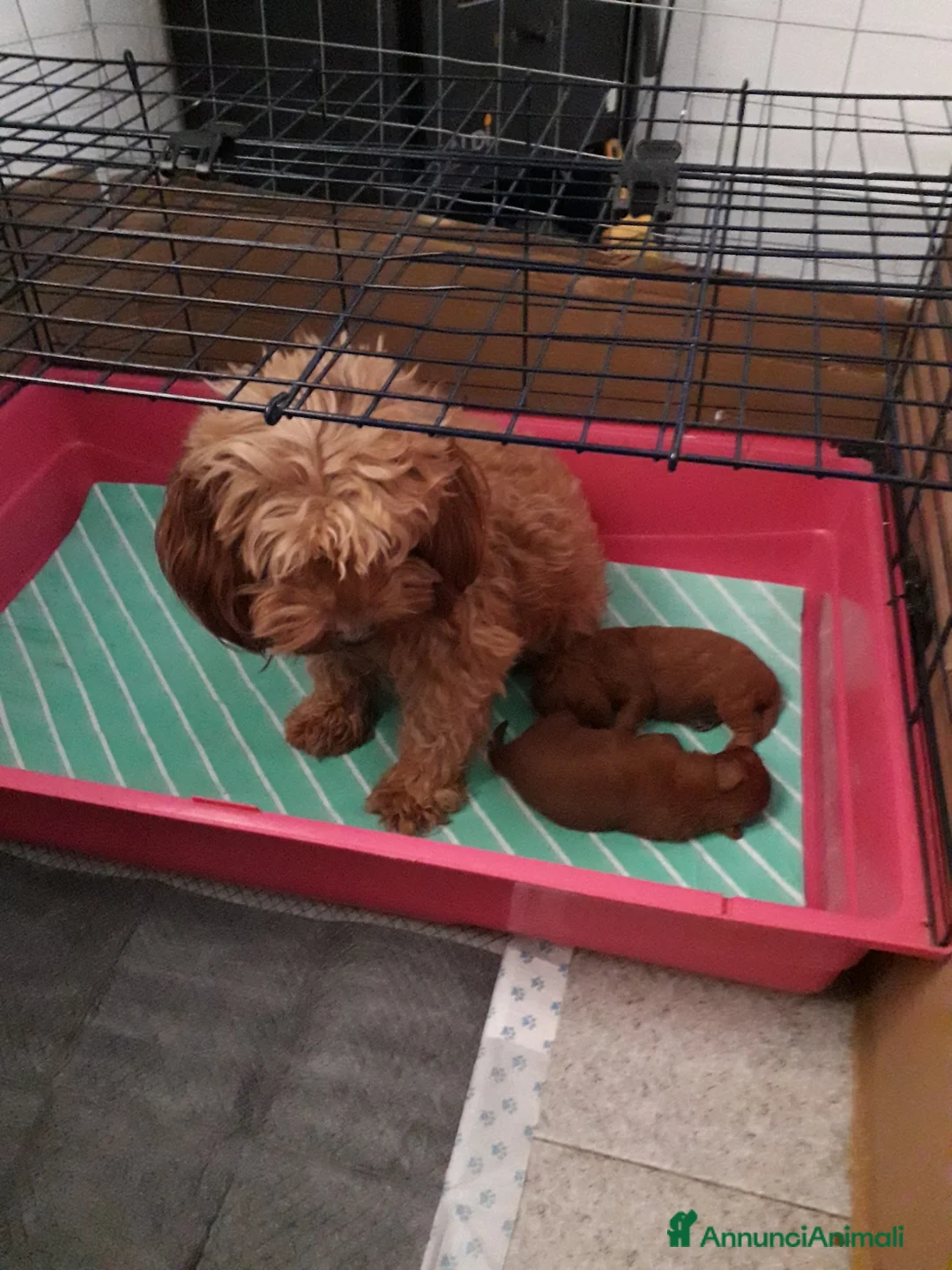 Barboncino cani in vendita: Barboncina femina red - Annuncio 2