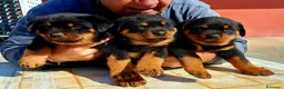 Rottweiler cani in vendita: Cuccioli Rottweiler  - Annuncio 6