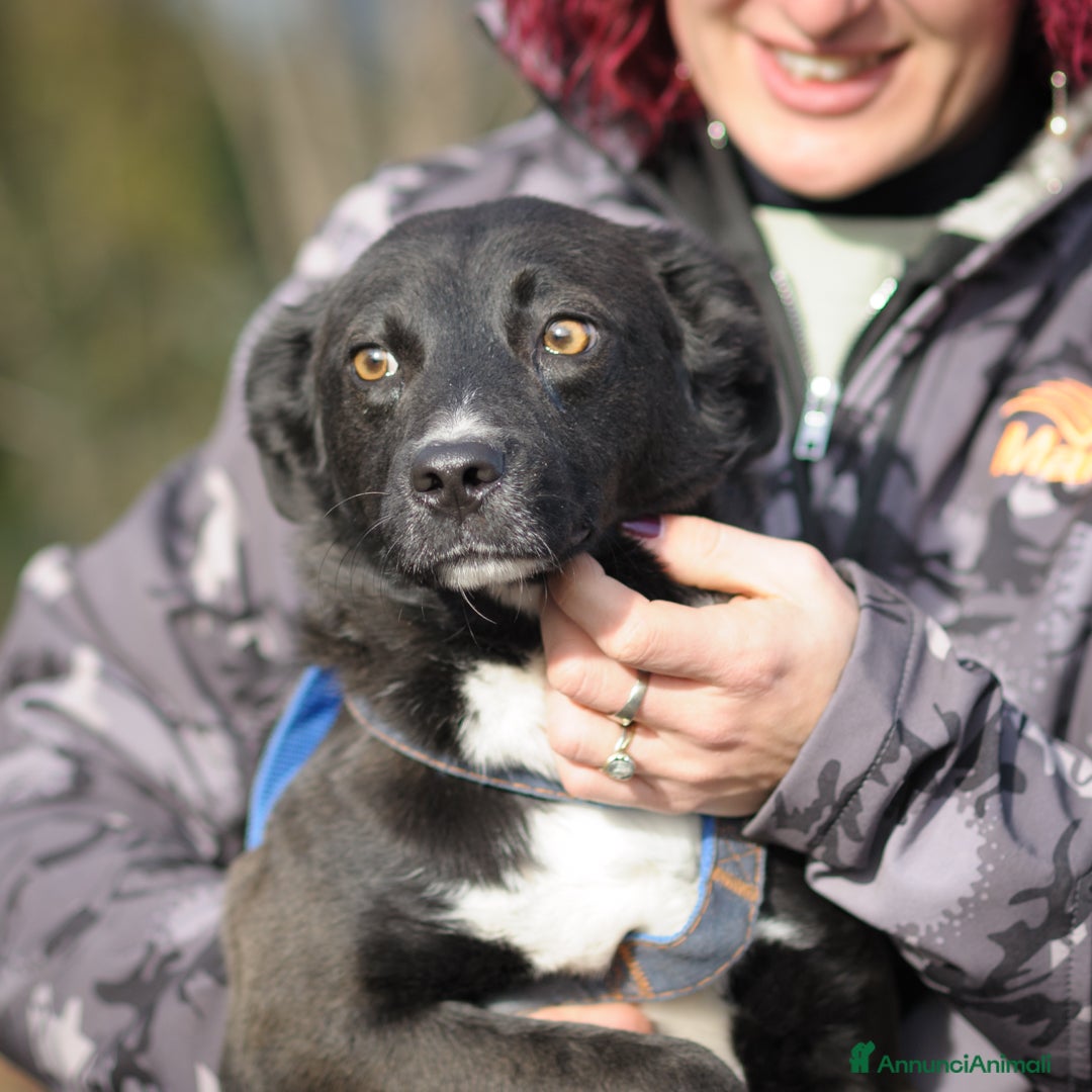 Altre razze cani in regalo: ercolino e gigina - Annuncio 3