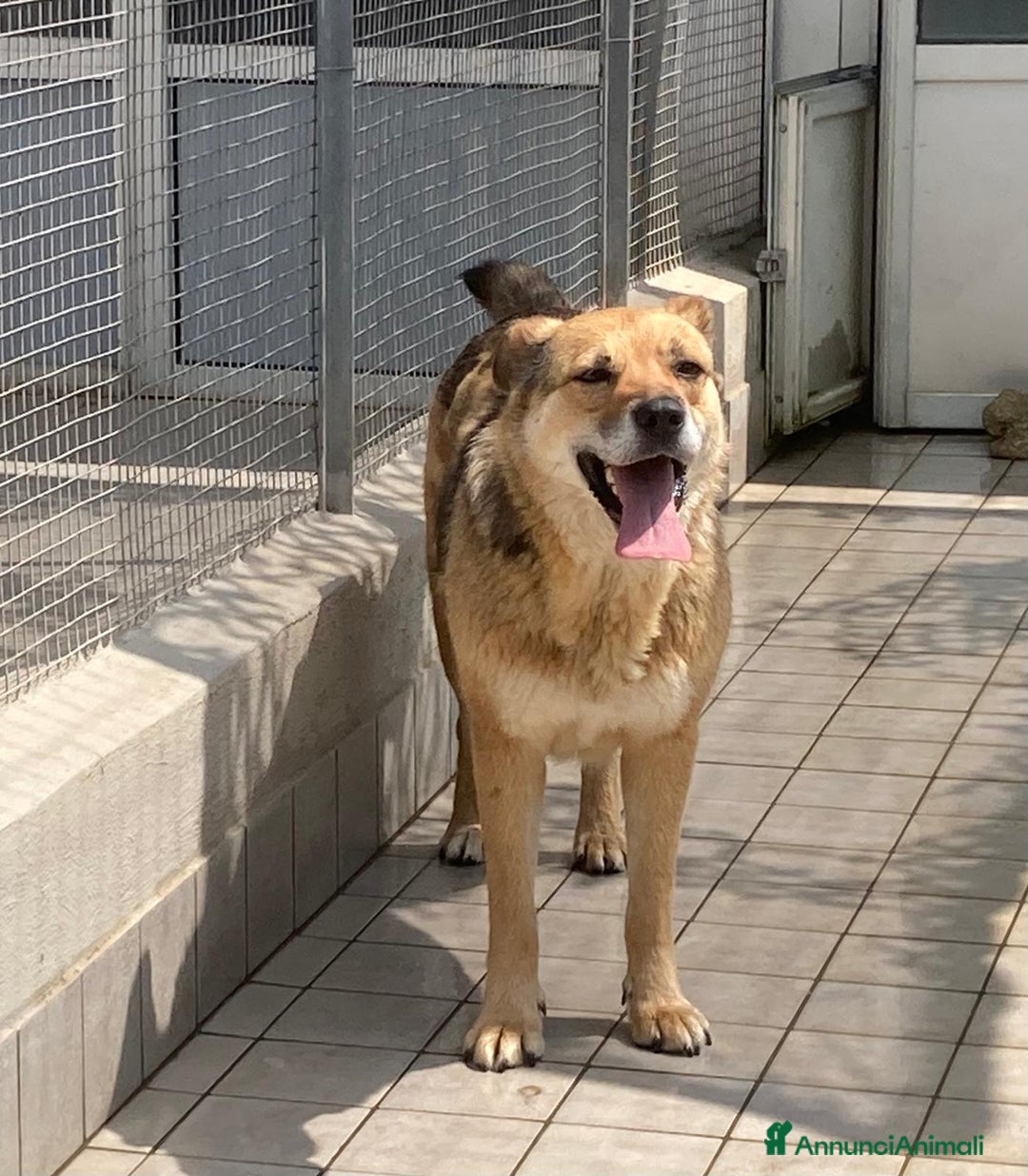 Meticcio cani in regalo: LUPILLA, adorabile lupetta, buona, amante dei gatt - Annuncio 4