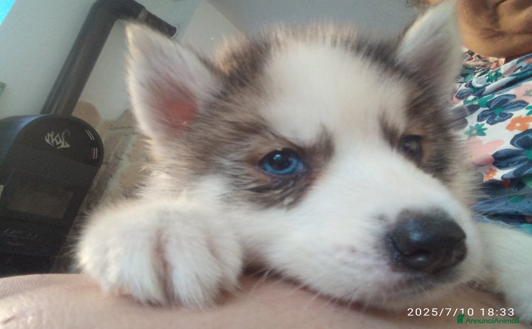 Husky cani a Provincia autonoma di Trento - Annuncio 4