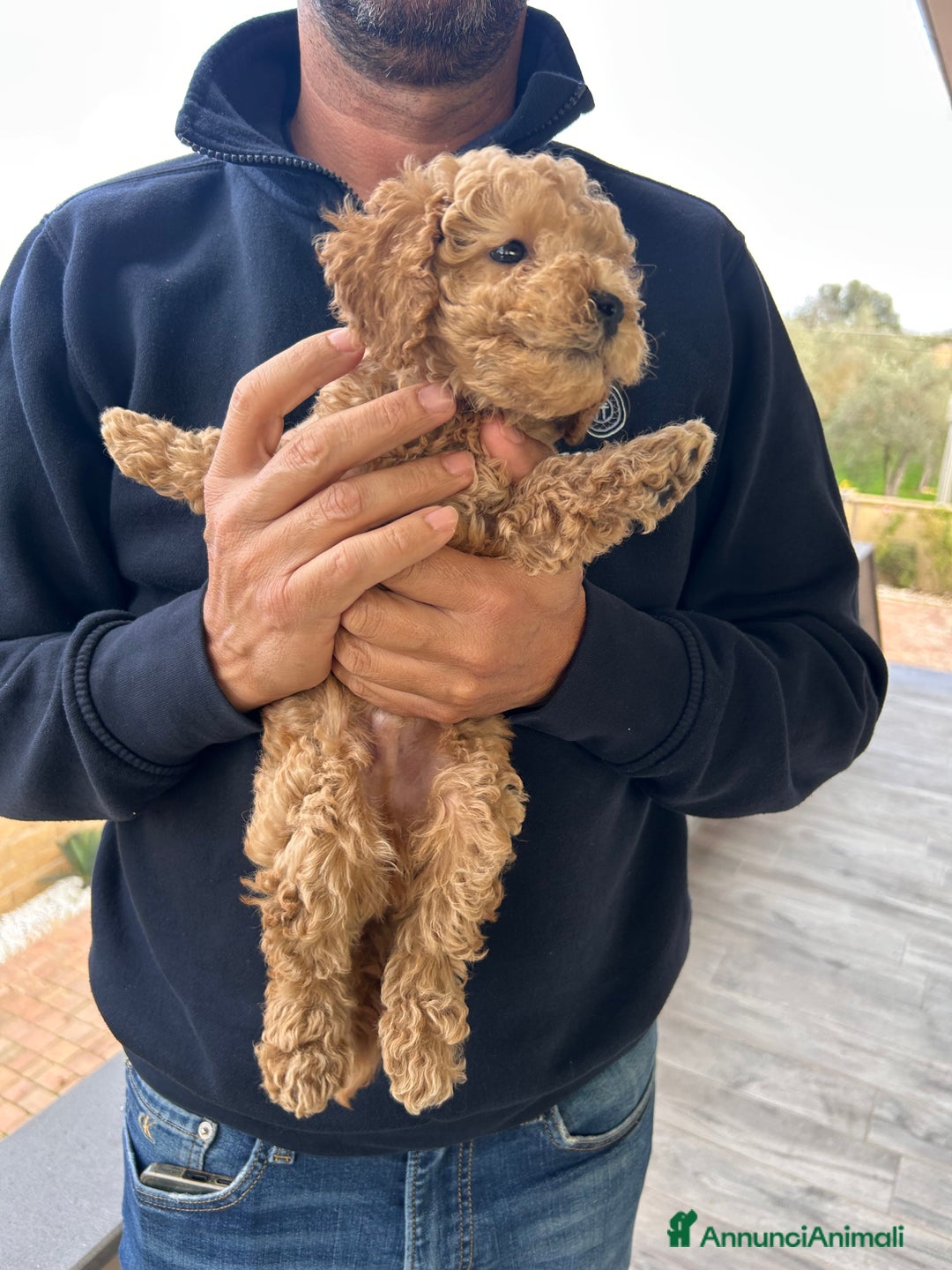 Barboncino Toy cani in vendita: Barboncino Toy  - Annuncio 4