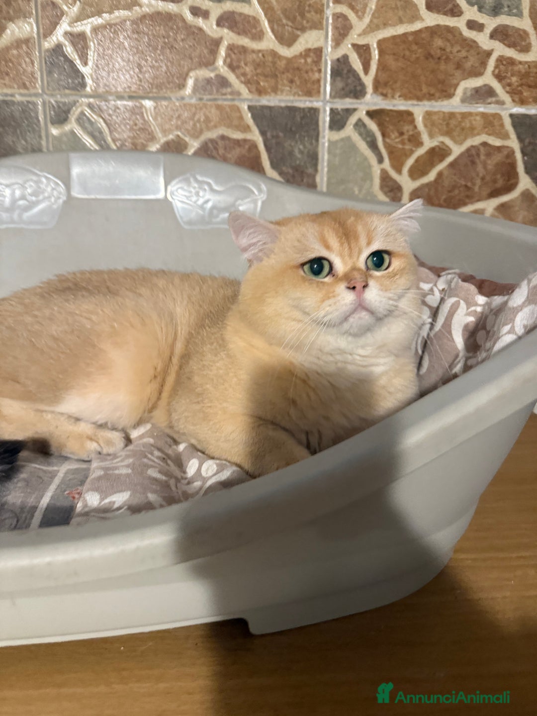 British gatti in vendita: British maschio chocolate Golden  - Annuncio 4