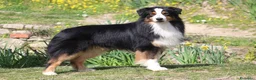 Australian Shepherd cani in vendita: Splendidi Cuccioli di Pastore Australiano  - Annuncio 6