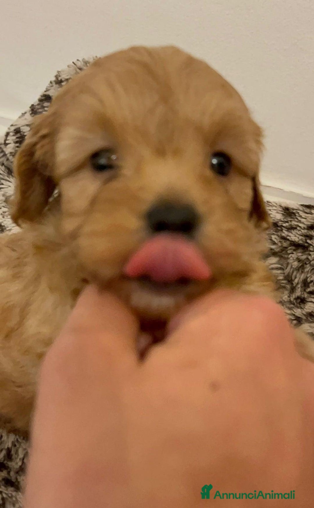 Meticcio cani in vendita: Adorabili cuccioli di Maltipoo - Annuncio 9