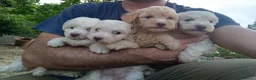 Lagotto cani in vendita: Lagotti  - Annuncio 1