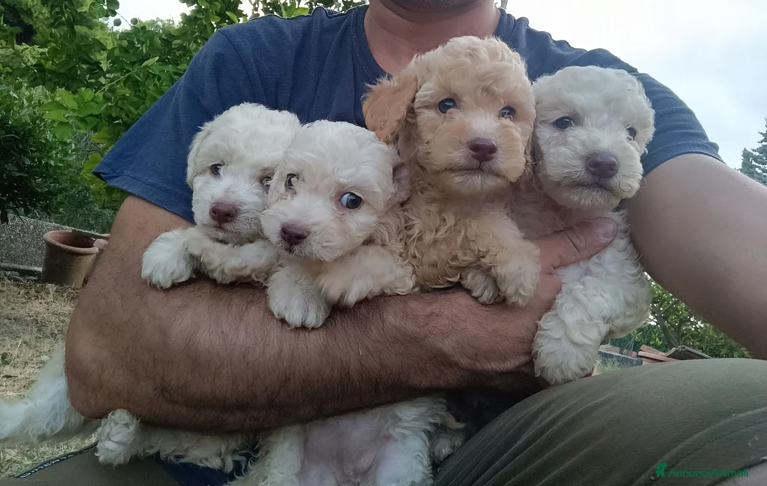 Lagotto cani in vendita: Lagotti  - Annuncio 1
