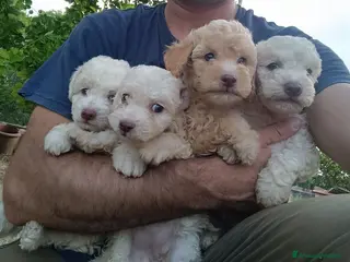 Lagotto cani Lagotti - Annuncio 1