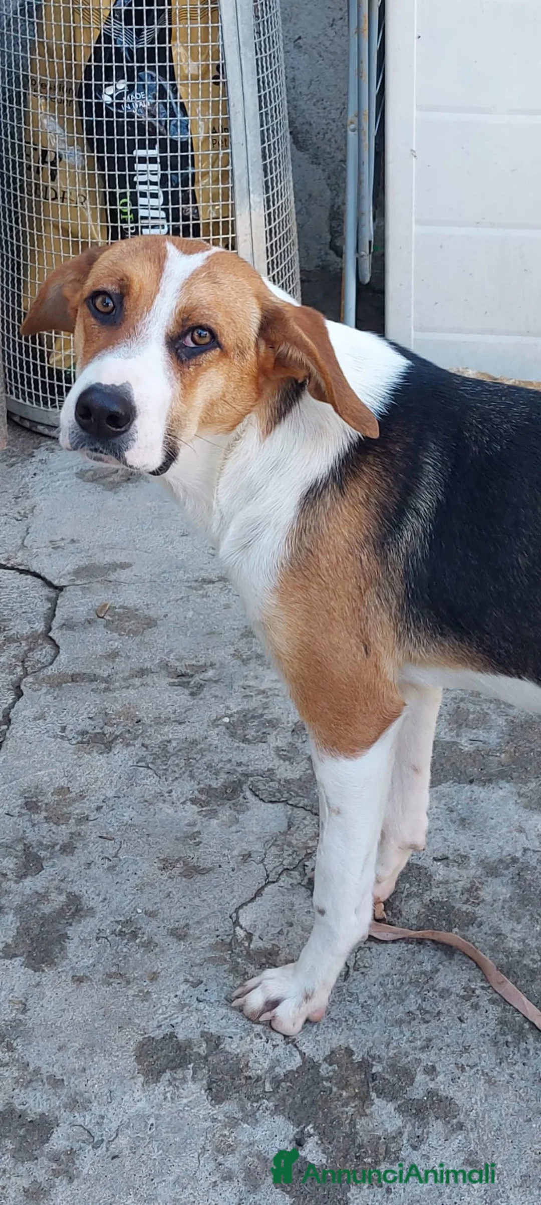 Meticcio cani in regalo: Kelly un' anima gentile - Annuncio 2