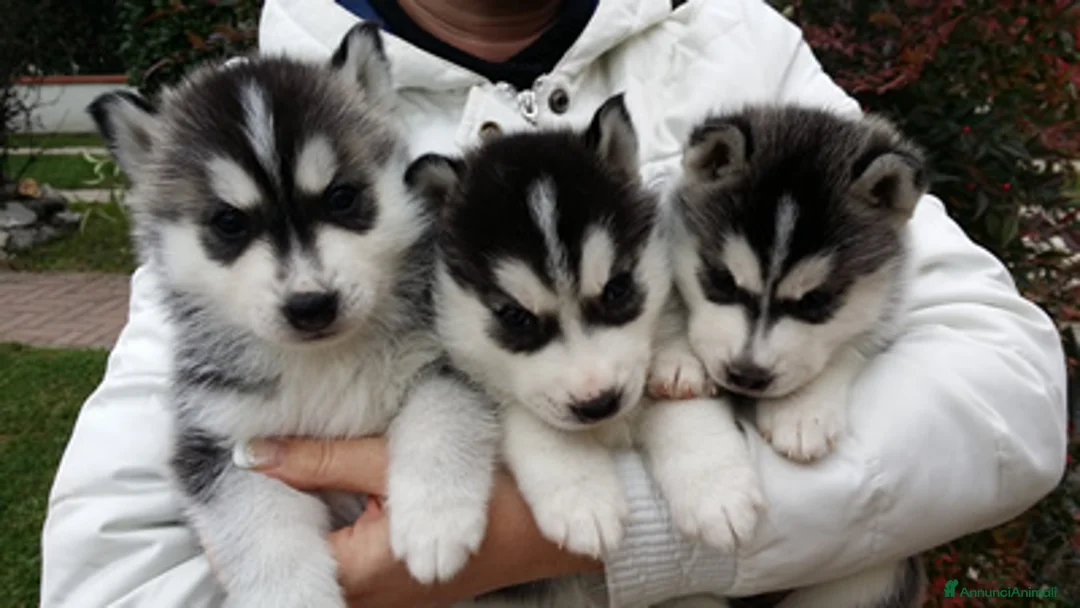 Immagine della galleria {{count}}