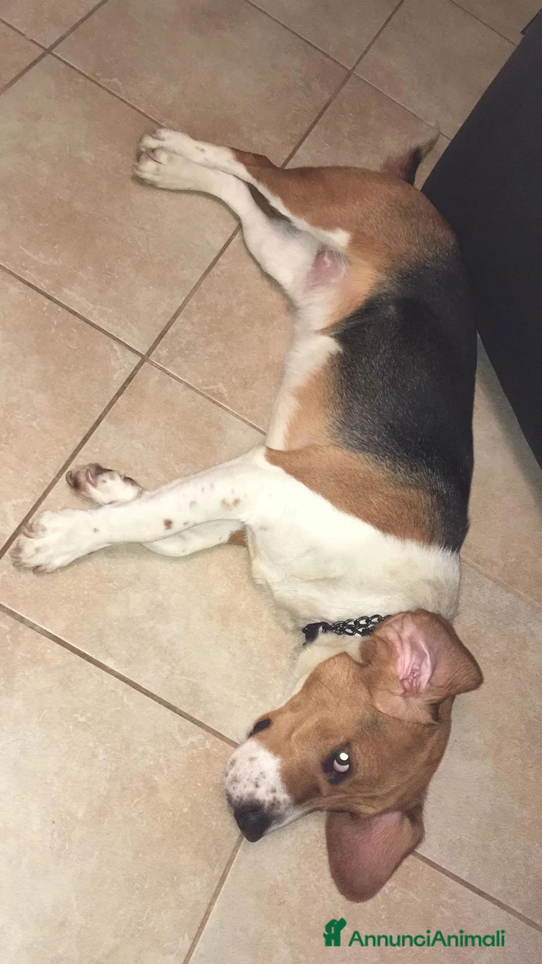 Beagle cani in regalo: Beagle a Provincia di Lecce - Annuncio 3