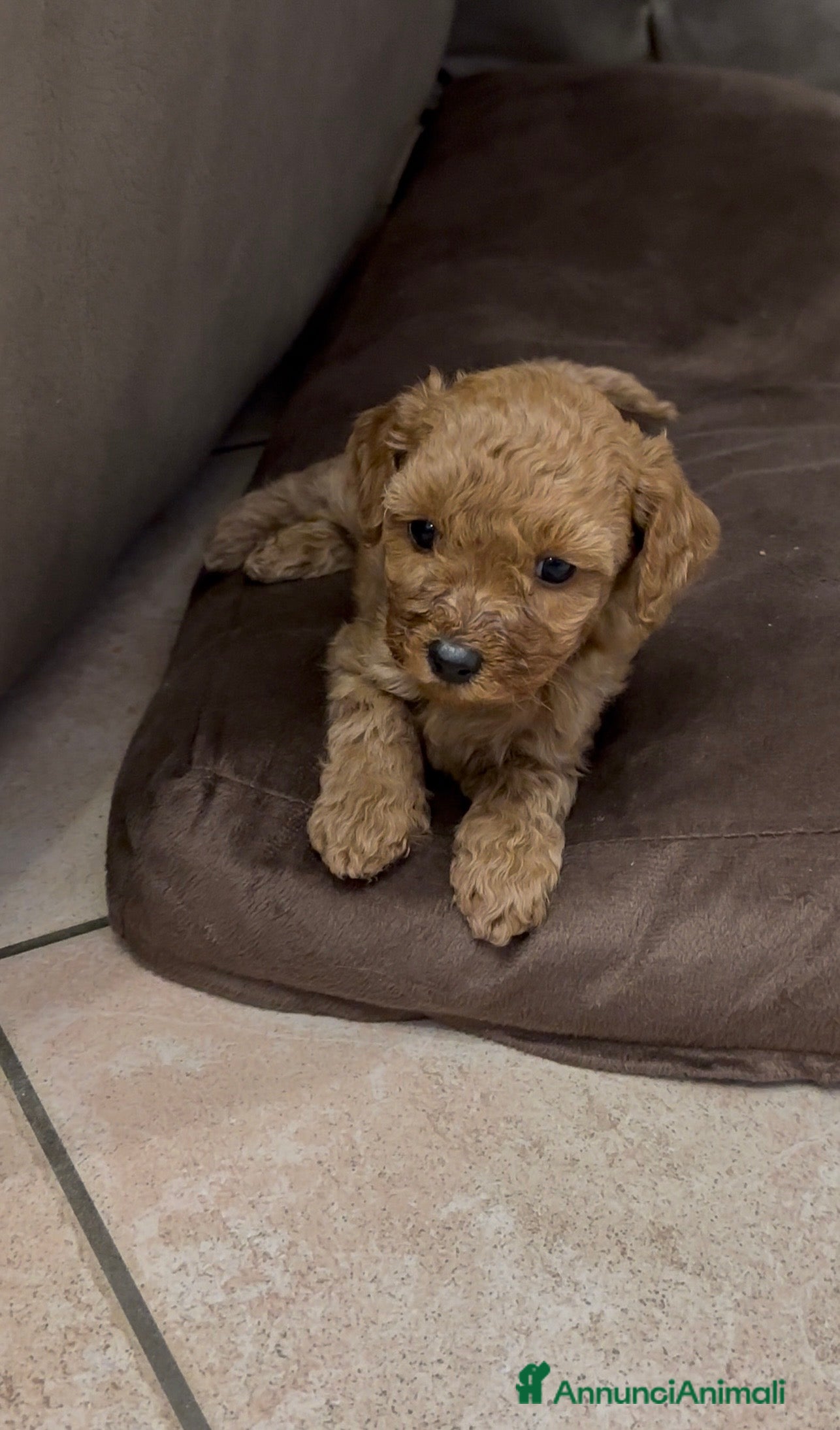 Barboncino cani Barboncino nano❤️ - Annuncio 2