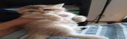 Scottish gatti in vendita: Gattina Scottish Straight  a Provincia di Ancona - Annuncio 6