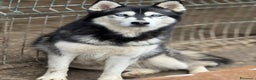 Husky cani in regalo: ECHO, HUSKY bella da togliere il fiato! - Annuncio 4
