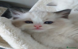 Ragdoll gatti in vendita: Cuccioli Ragdoll a Provincia di Bergamo - Immagine 19