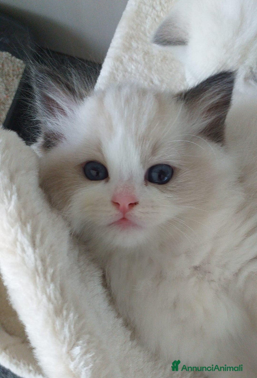 Ragdoll gatti in vendita: Cuccioli Ragdoll a Provincia di Bergamo - Immagine 19
