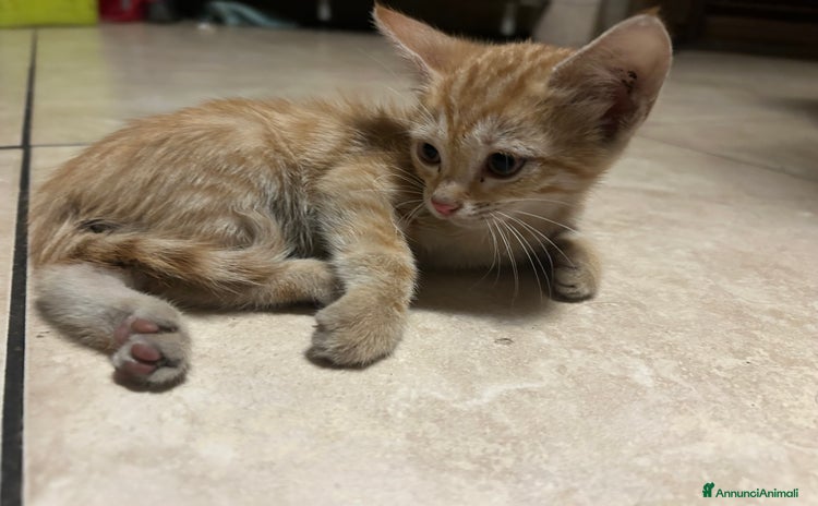 Meticcio gatti - Annuncio 12