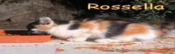 Europeo gatti in regalo: ROSSELLA GATTINO PELO LUNGO - Annuncio 2