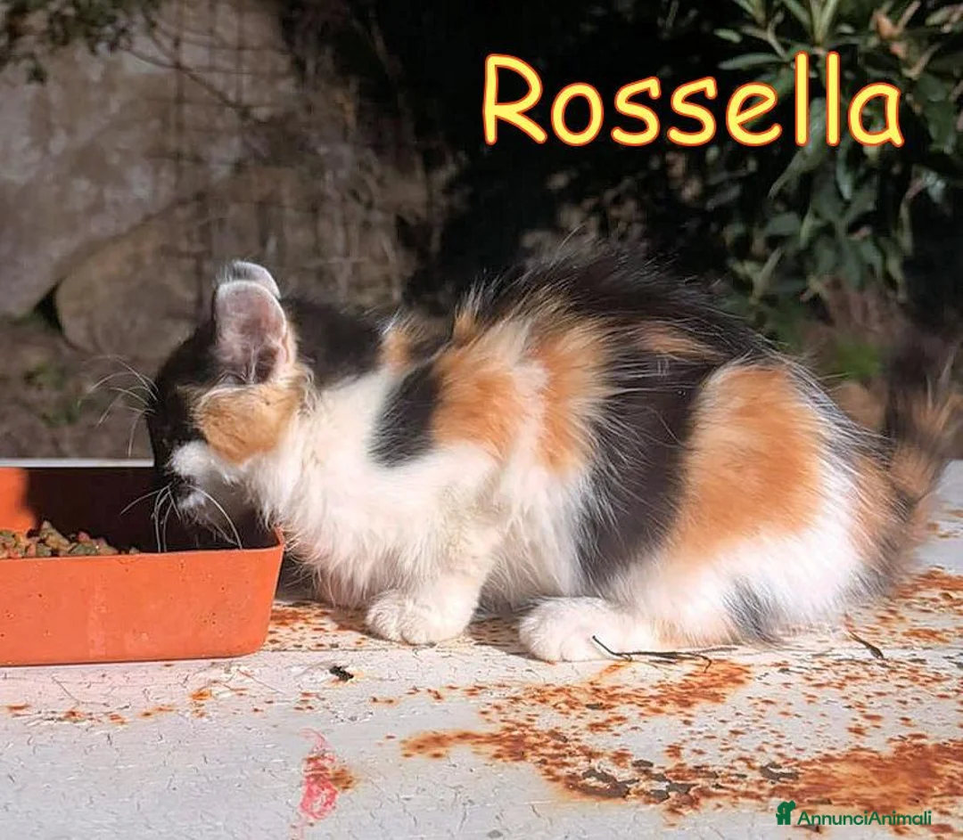 Europeo gatti in regalo: ROSSELLA GATTINO PELO LUNGO - Annuncio 2