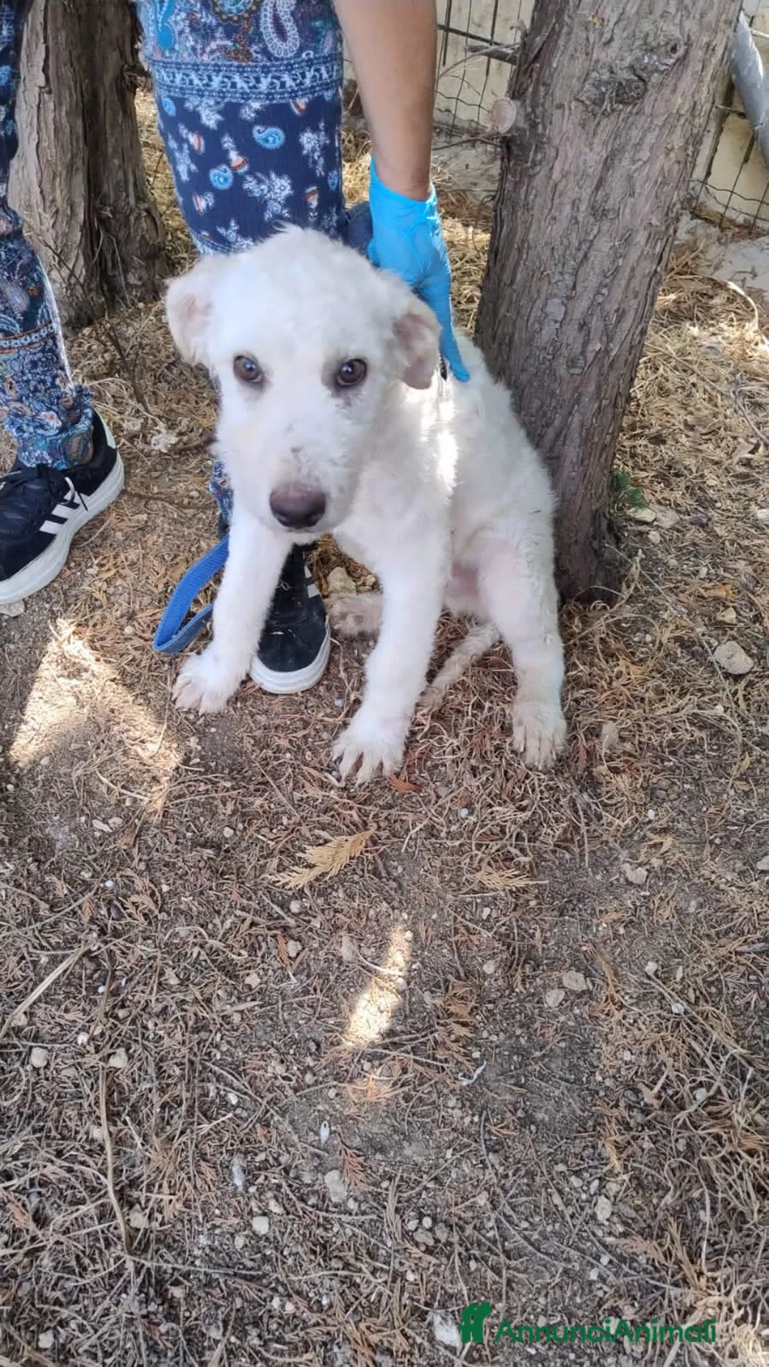 Meticcio cani in regalo: LUNE E Golia  - Annuncio 2