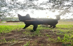Pastore Tedesco cani per accoppiamento: Cerco pastore tedesco femmina X accoppiamento  a Provincia di Matera - Immagine 3