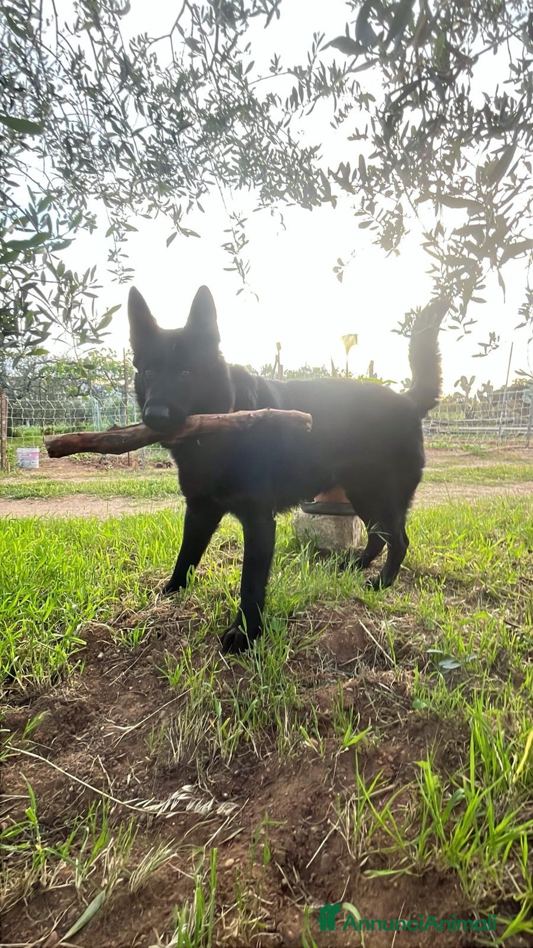 Pastore Tedesco cani per accoppiamento: Cerco pastore tedesco femmina X accoppiamento  a Provincia di Matera - Immagine 3