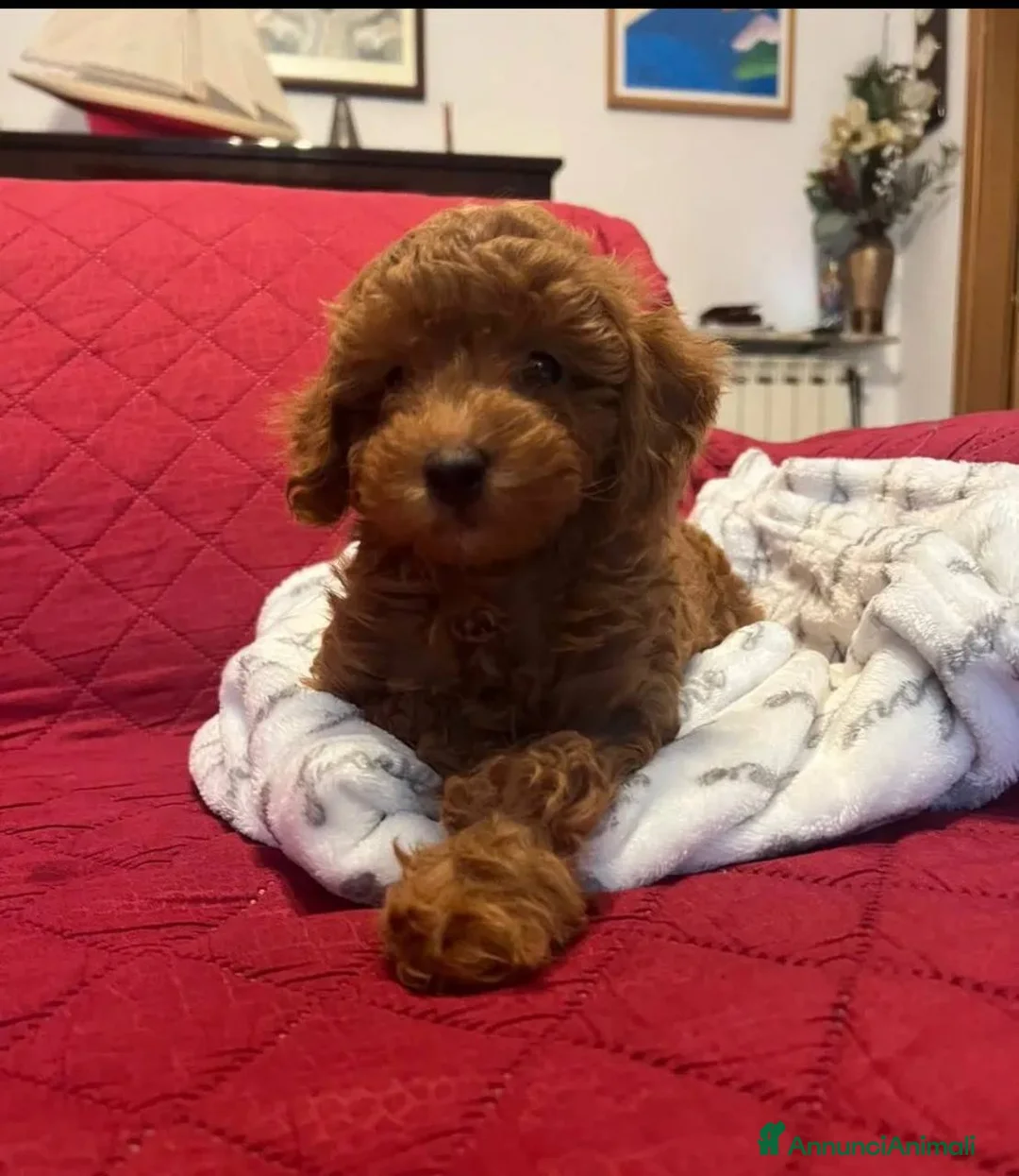 Immagine della galleria {{count}}