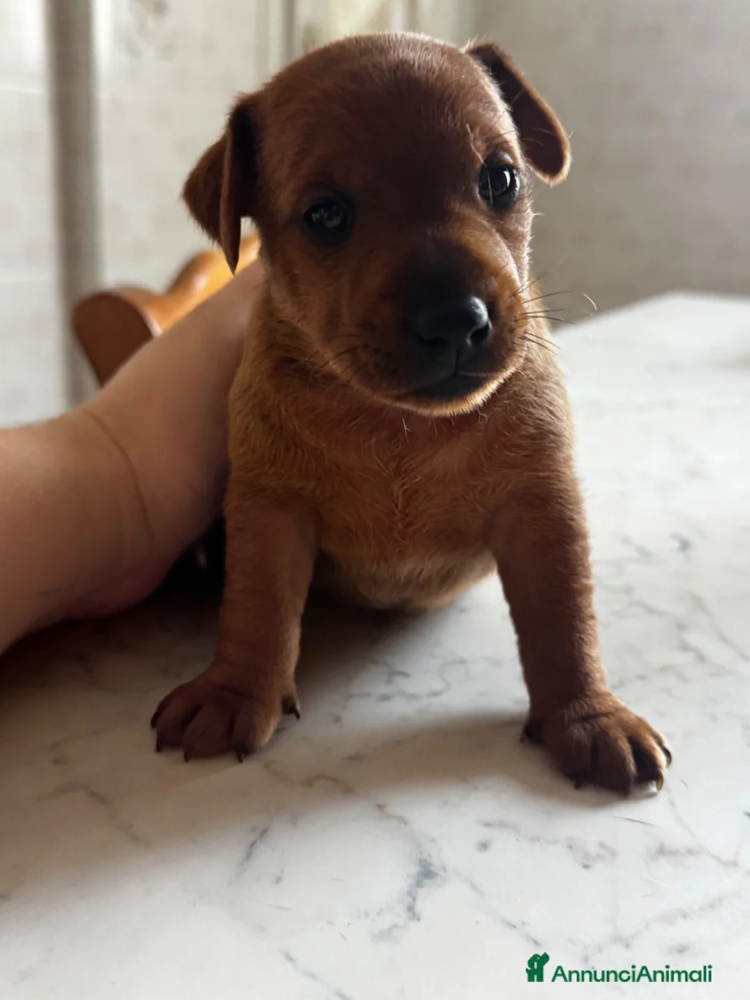 Pinscher Miniatura cani in vendita: Pinscher nano a Provincia di Pavia - Annuncio 2