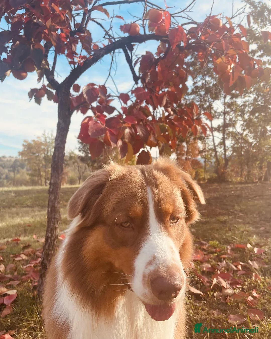 Australian Shepherd cani per accoppiamento: Maschio Pastore Australiano disponibile per monta - Annuncio 5