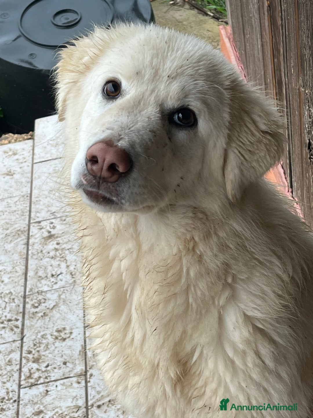Pastore Maremmano cani in regalo: Cucciola sette mesi - Annuncio 3