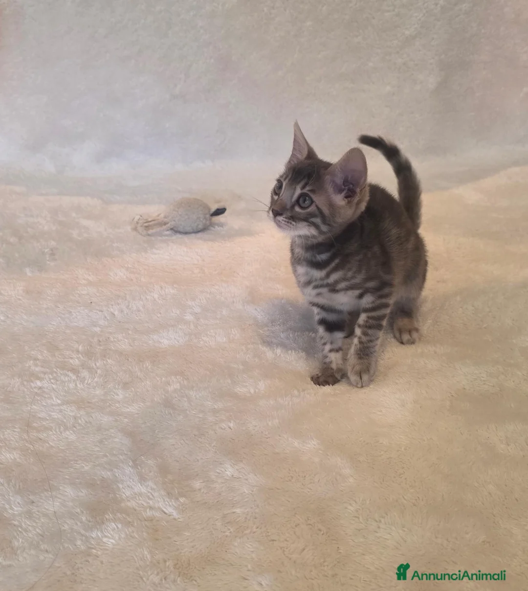 Bengala gatti in vendita: Gatto bengala - Annuncio 1