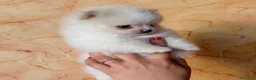 Volpino Pomerania cani in vendita: Cuccioli di Pomerania nano  - Annuncio 27