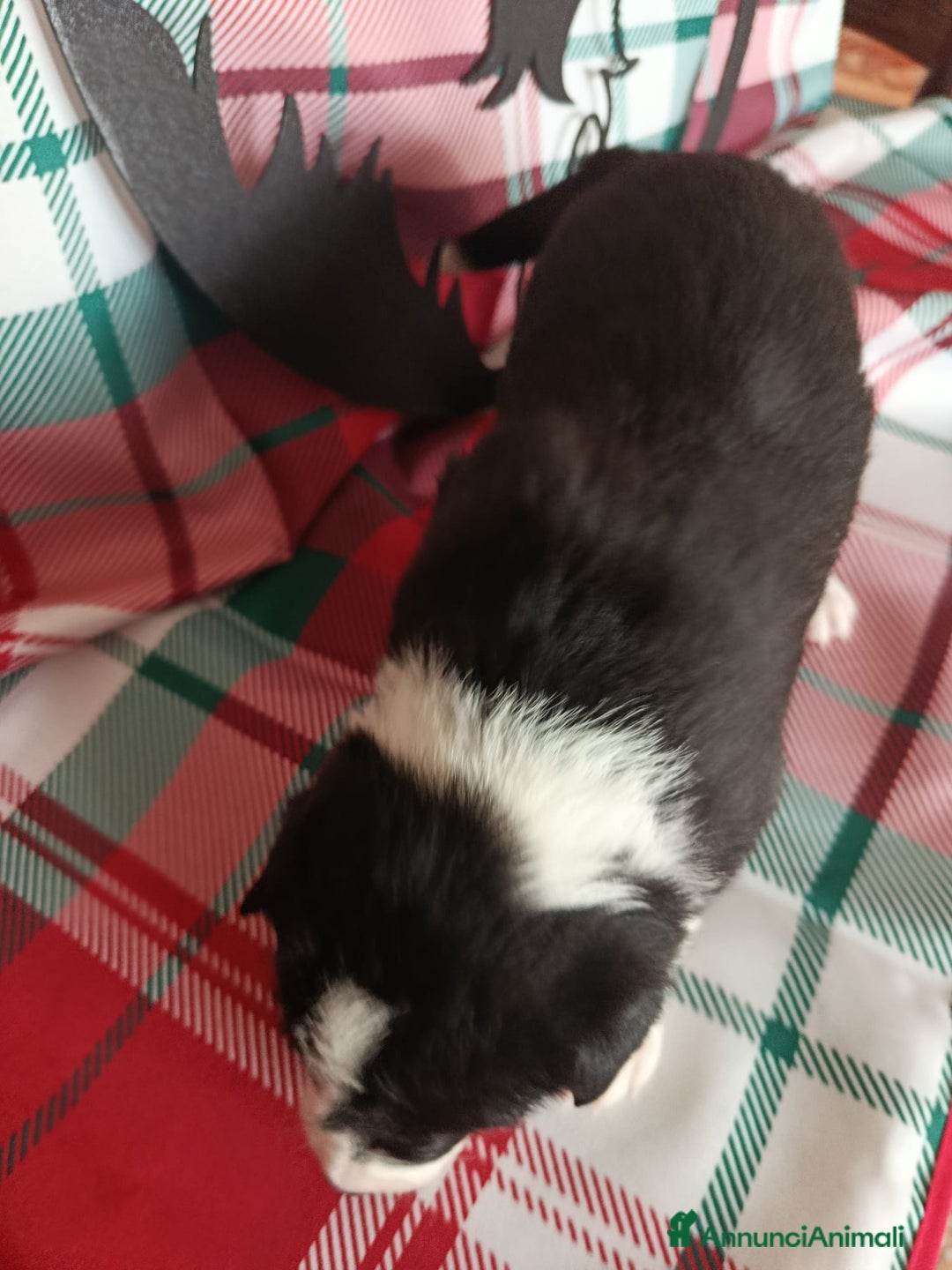 Border Collie cani in vendita: cuccioli border collie  - Annuncio 26