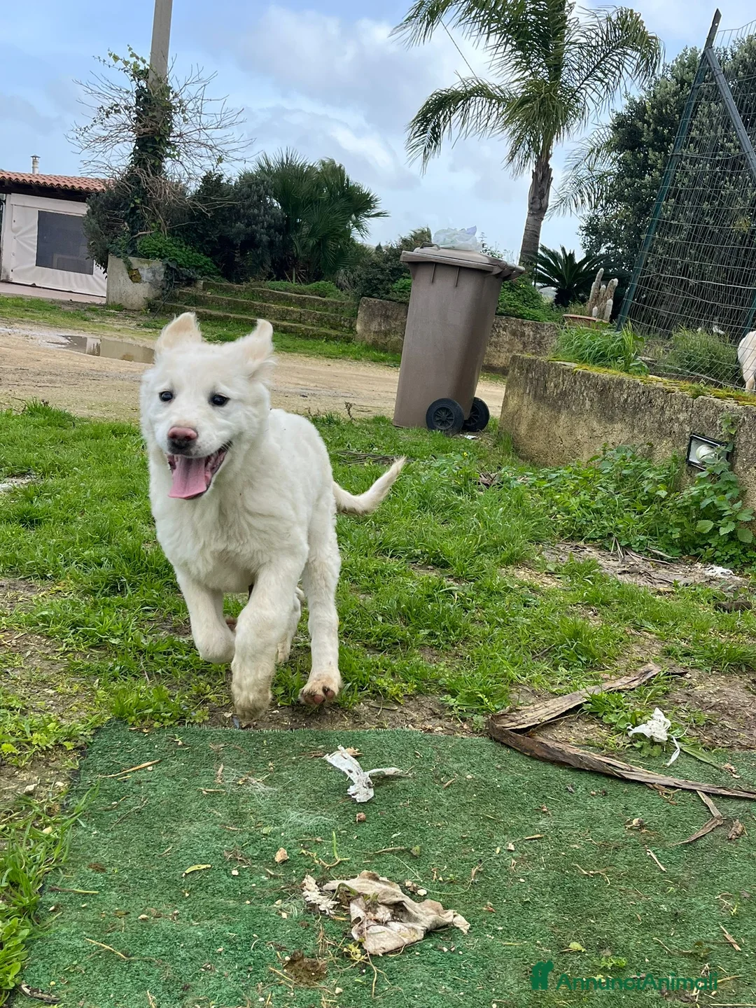 Altre razze cani in regalo: ALFIE, ABEL, ADOR, ALMA E AKON - Annuncio 5