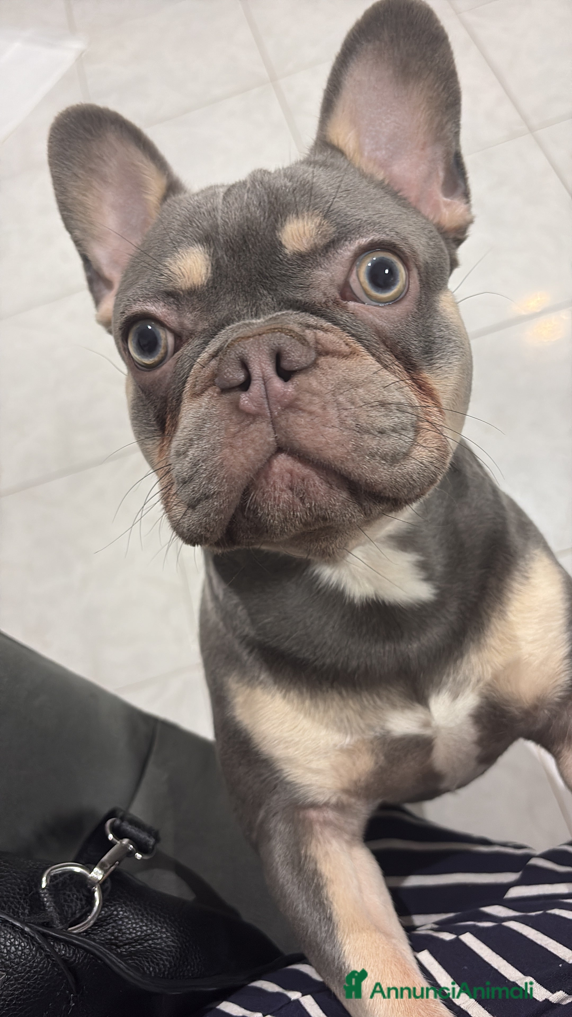 Bulldog Francese cani cane monta - Annuncio 11