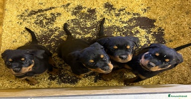 Rottweiler cani - Annuncio 5