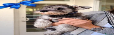 Mini Schnauzer 2