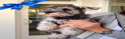 Mini Schnauzer cani in vendita: Quattro piccoli Schnauzer Nani  a Provincia autonoma di Bolzano - Alto Adige - Annuncio 4
