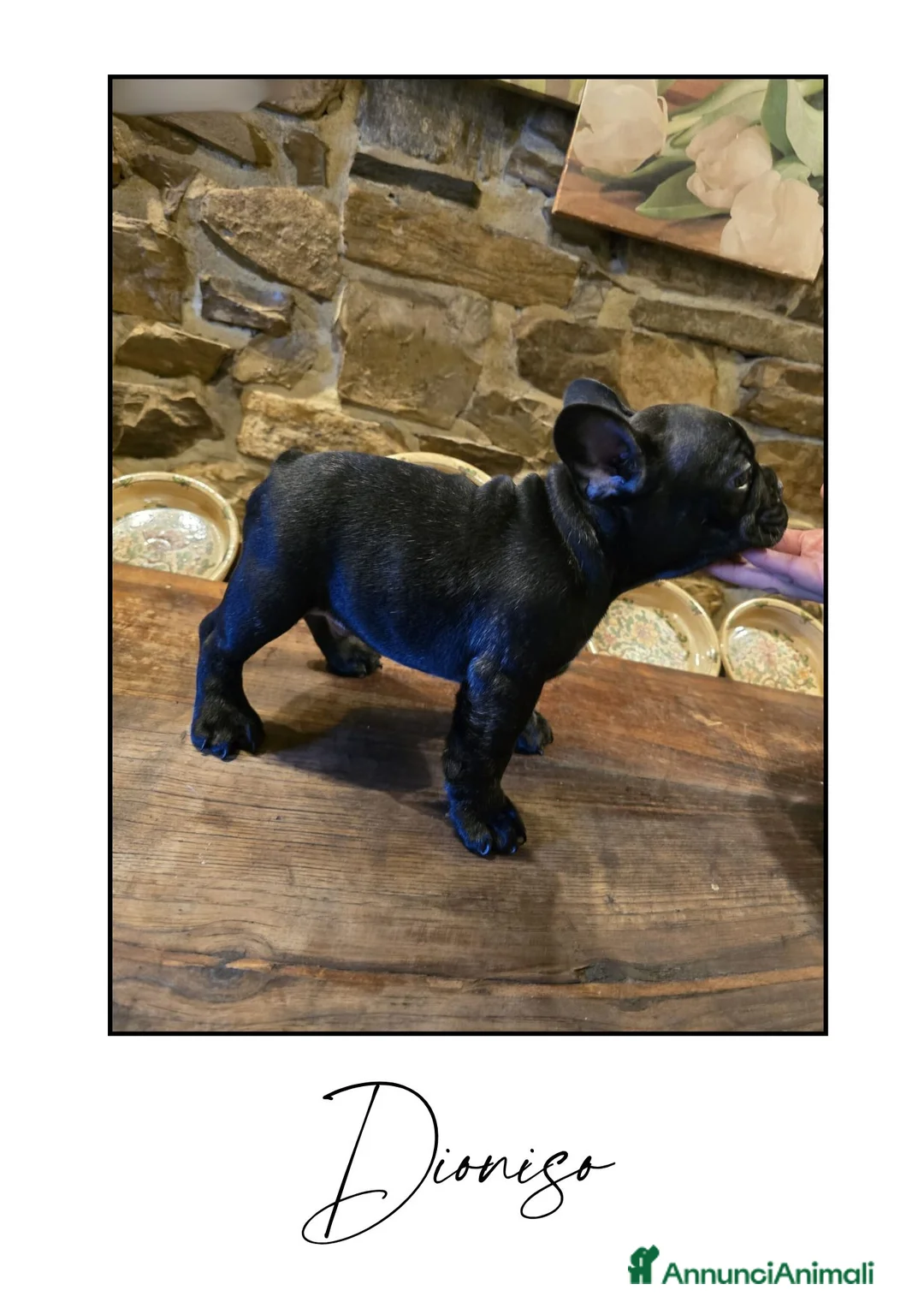 Bulldog Francese cani in vendita: Disponibili cuccioli di Bulldog Francese - Annuncio 8