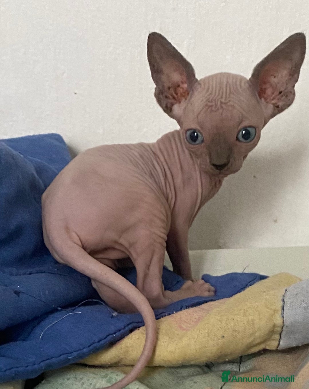 Sphynx gatti in vendita: Gatto nudo sphynx - Annuncio 6