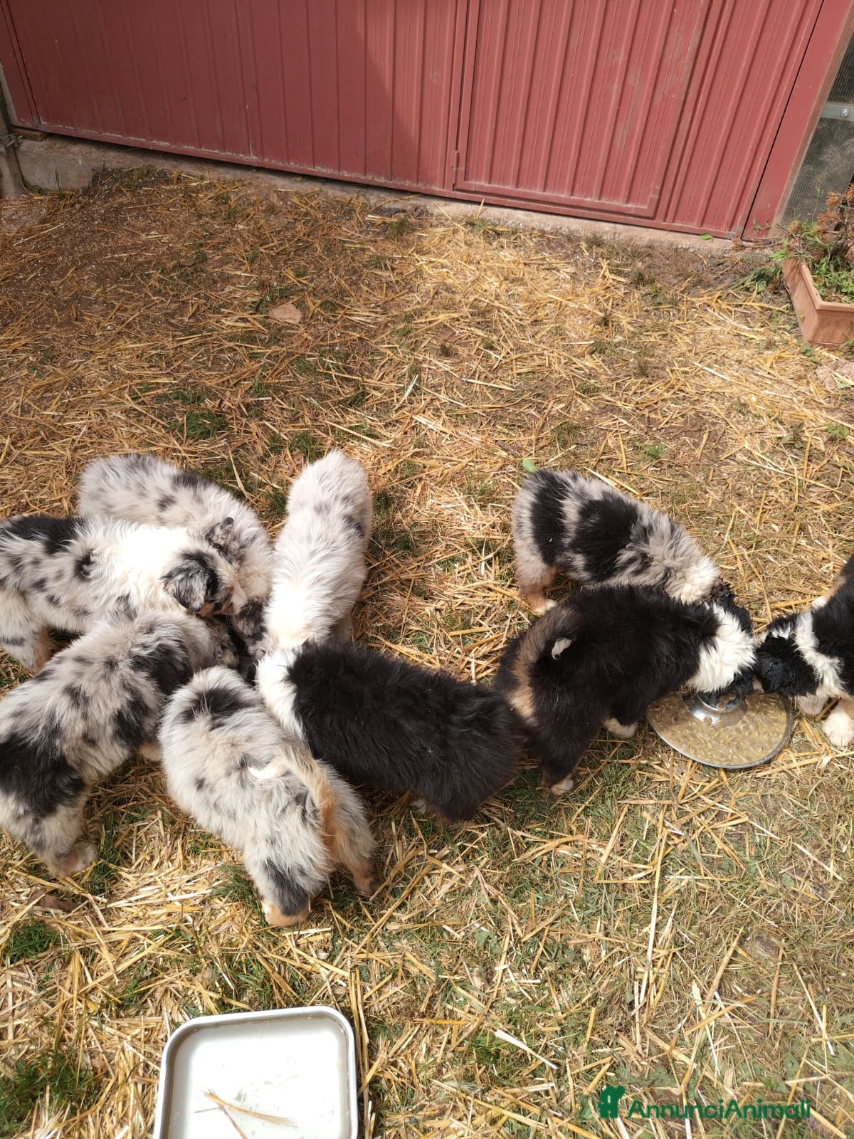 Australian Shepherd cani in vendita: Cucciolo Australian sheperd - Pastore Australiano - Annuncio 2