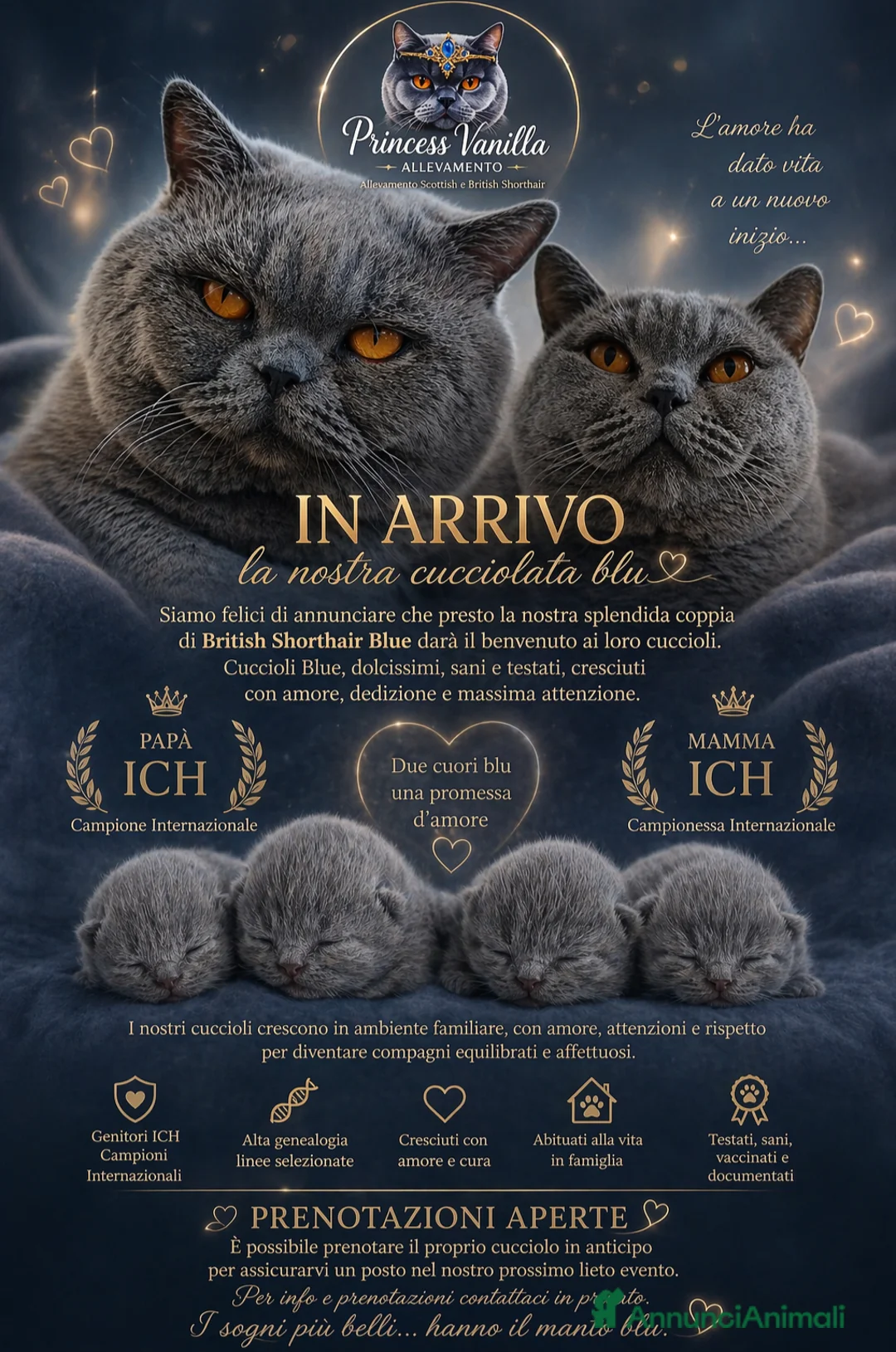 British gatti in vendita: Cuccioli British blu - Annuncio 2