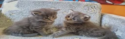 Maine Coon gatti in vendita: Maine coon cuccioli - Annuncio 3