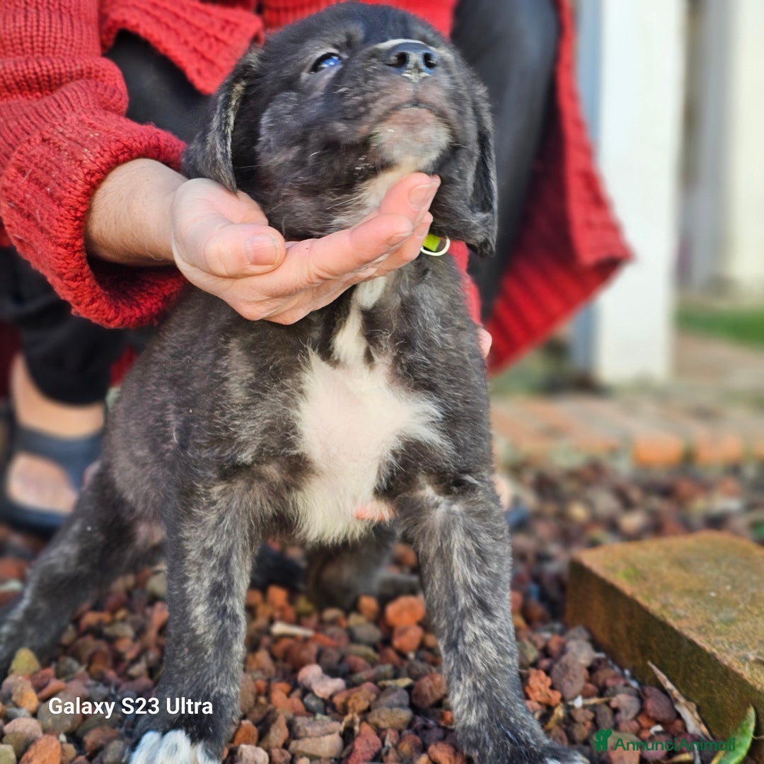 Meticcio cani in regalo: Cuccioli - Annuncio 4