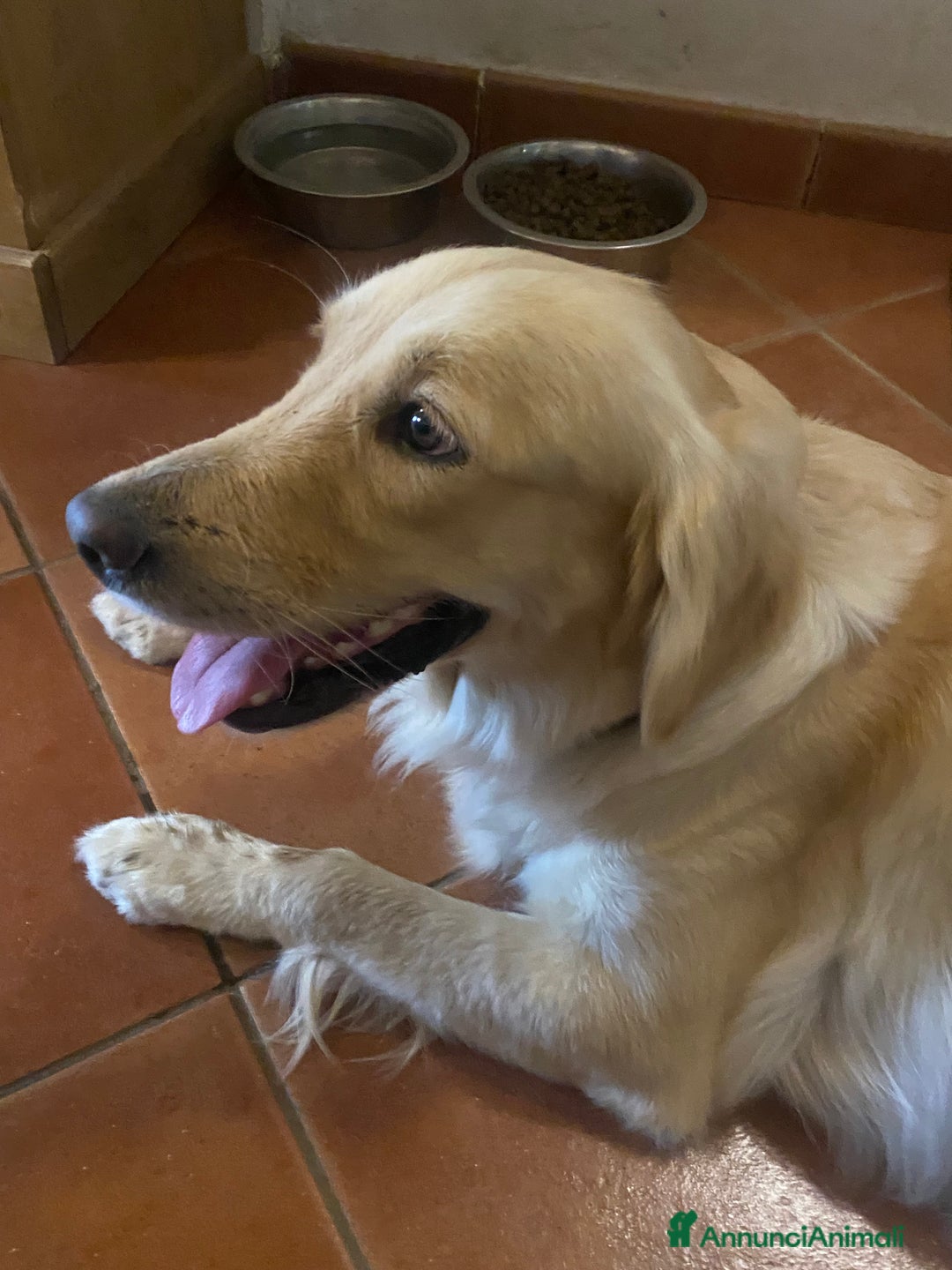 Golden Retriever cani in vendita: Cucciolo di Golden retriver anglo americani  - Annuncio 20