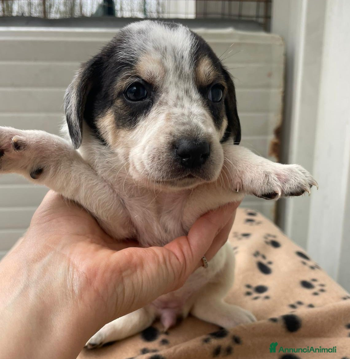 Segugio cani LA PICCOLA HALLEY - Annuncio 1