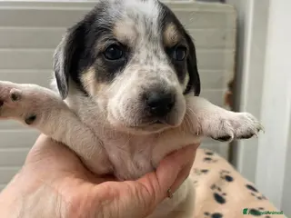 Segugio cani LA PICCOLA HALLEY - Annuncio 1