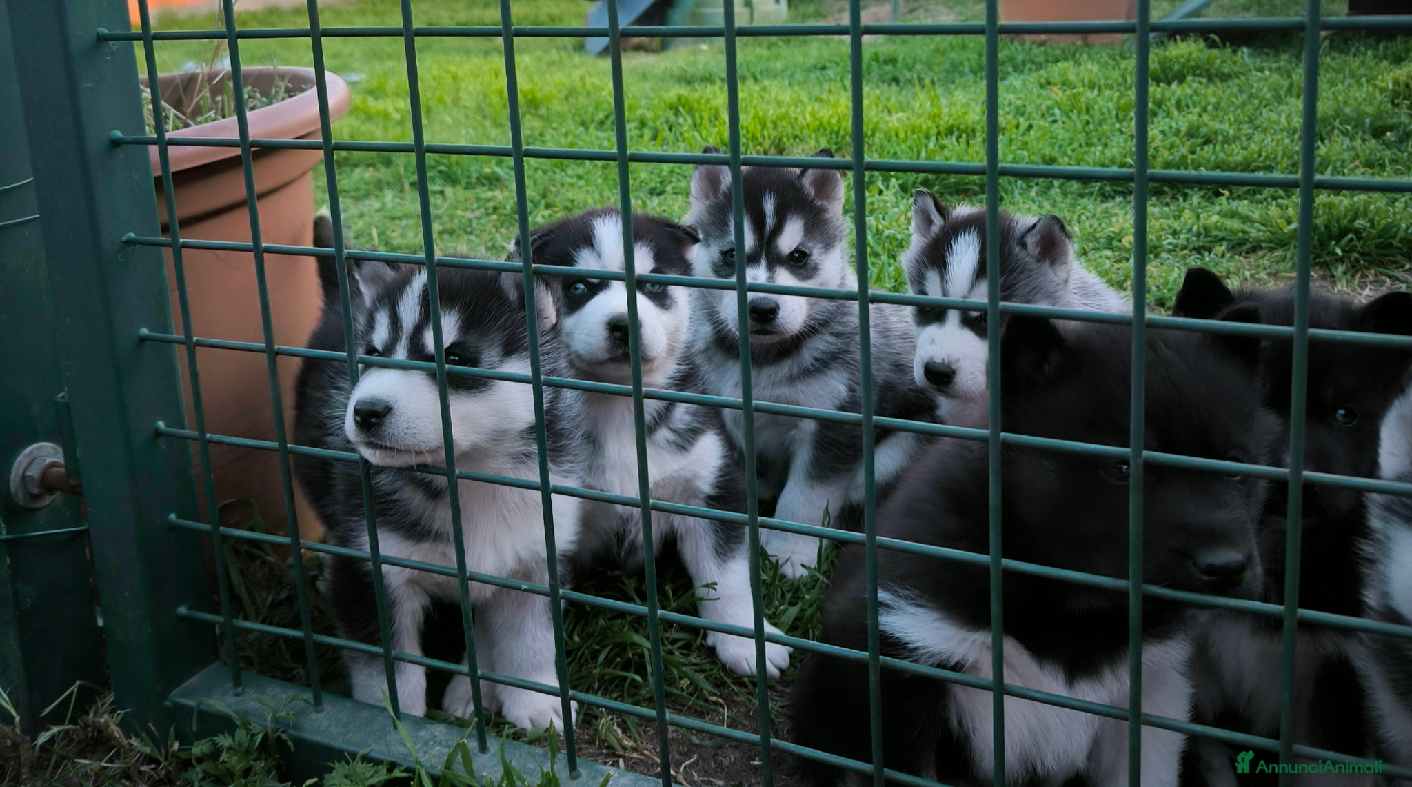 Husky cani Siberian Husky cuccioli con pedigree - Annuncio 3