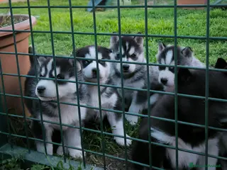 Husky cani Siberian Husky cuccioli con pedigree - Annuncio 3